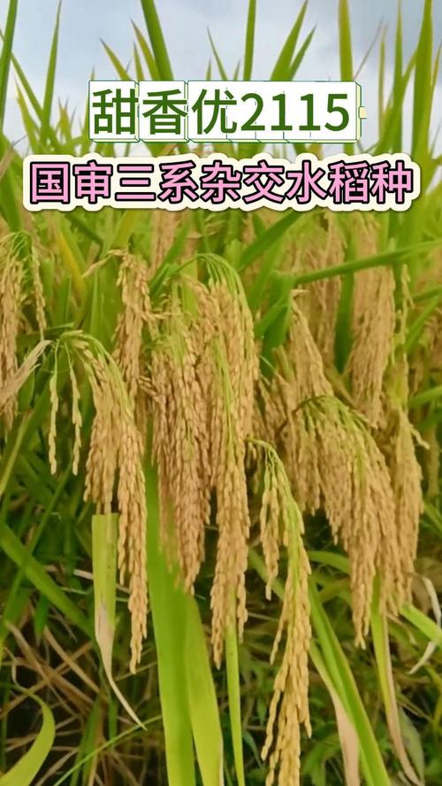 关于‌农业科技输出‌（杂交水稻技术）的信息