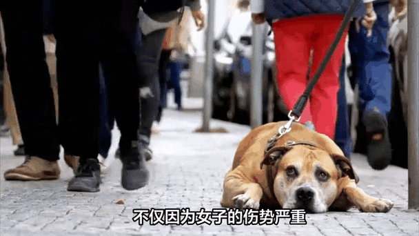 宠物伤人事件（宠物伤人案件）