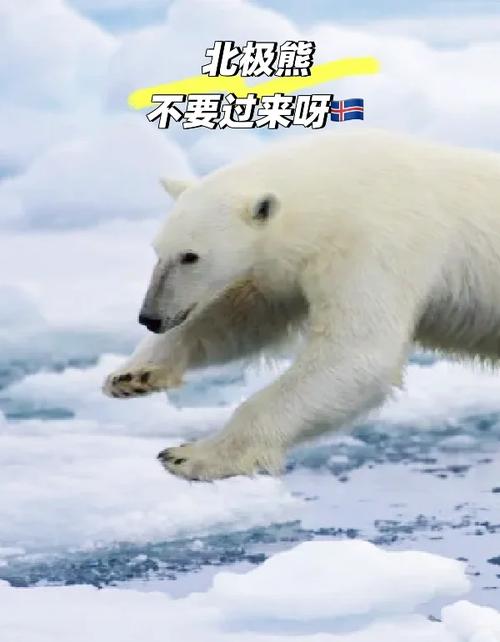 北极开发争议（北极开发争议事件）